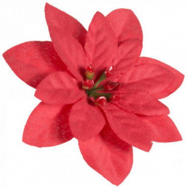 Kwiat Gwiazdy Betlejemskiej Czerwień 12szt
