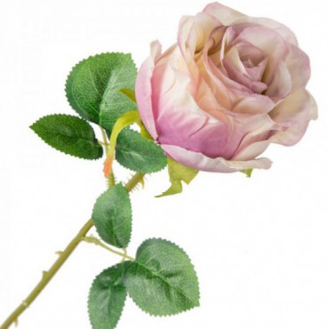 Róża Gałązka Z Kwiatem Róż/Krem