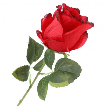 Róża - Gałązka Czerwono-Czarna