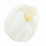 Główki Tulipana 12szt Białe