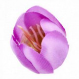 Główki Tulipana 12szt Fiolet