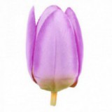 Główki Tulipana 12szt Fiolet