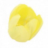 Główki Tulipana 12szt Żółte