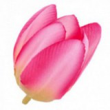 Główki Tulipana 12szt Róż