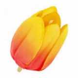 Główki Tulipana 12szt Żółty-Pomarańcz