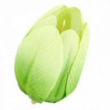 Główki Tulipana 12szt Zielone