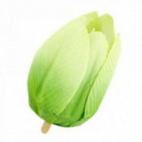 Główki Tulipana 12szt Zielone