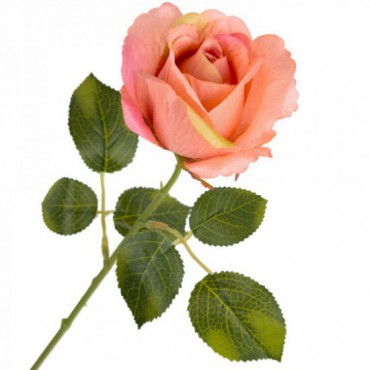 Gałązka - Róża Brzoskwinia/Róż